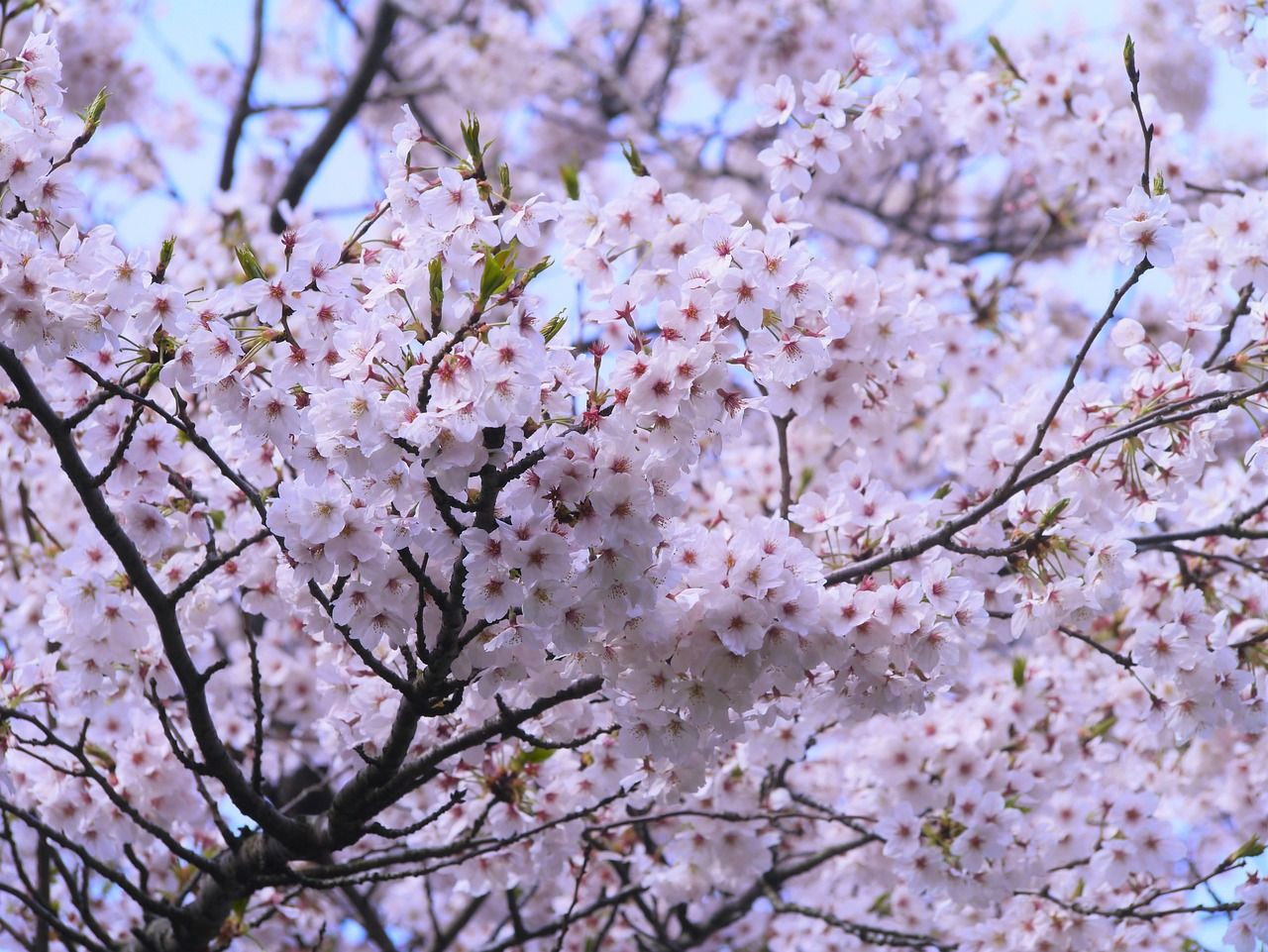 The Breathtaking Beauty of the Yoshino Cherry Tree
