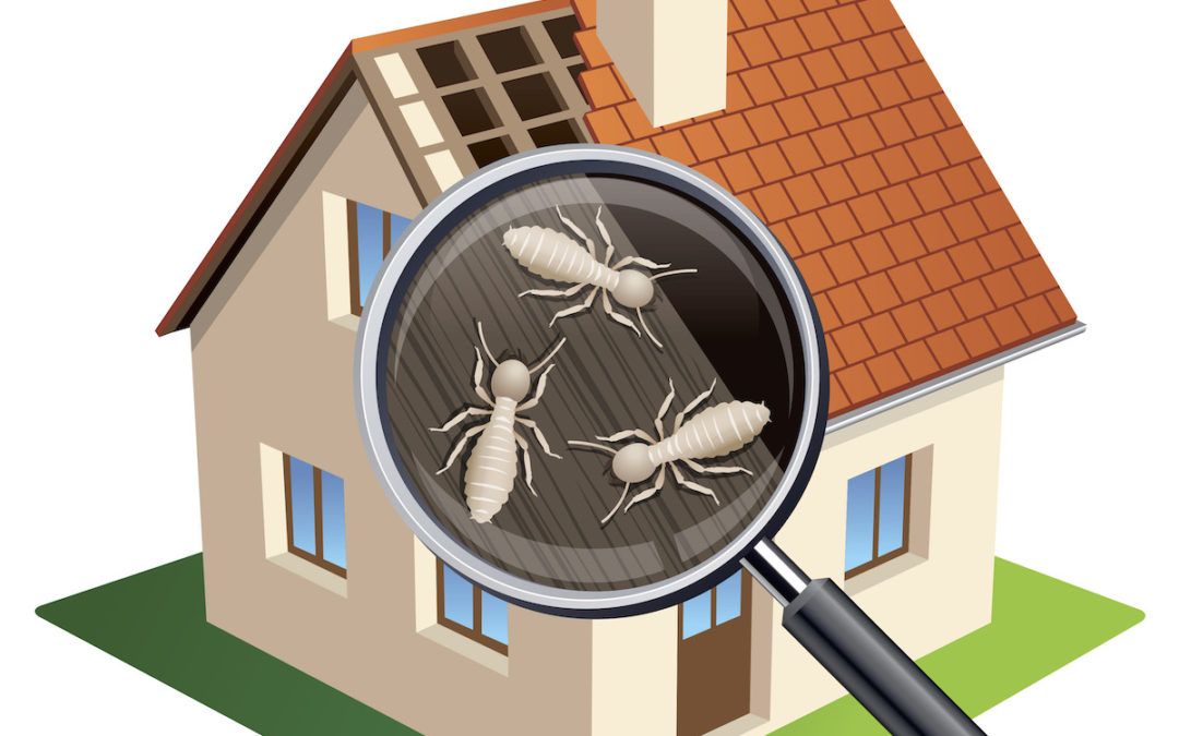 Importance Of Termite Inspection - Ambrasenatore.com