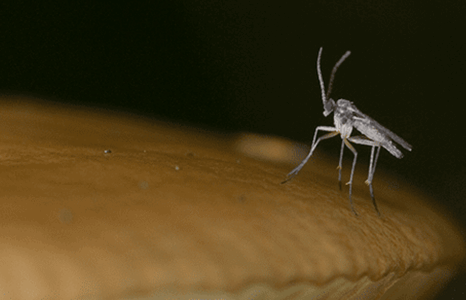 How To Get Rid of Gnats in Your Home & Garden in 2023