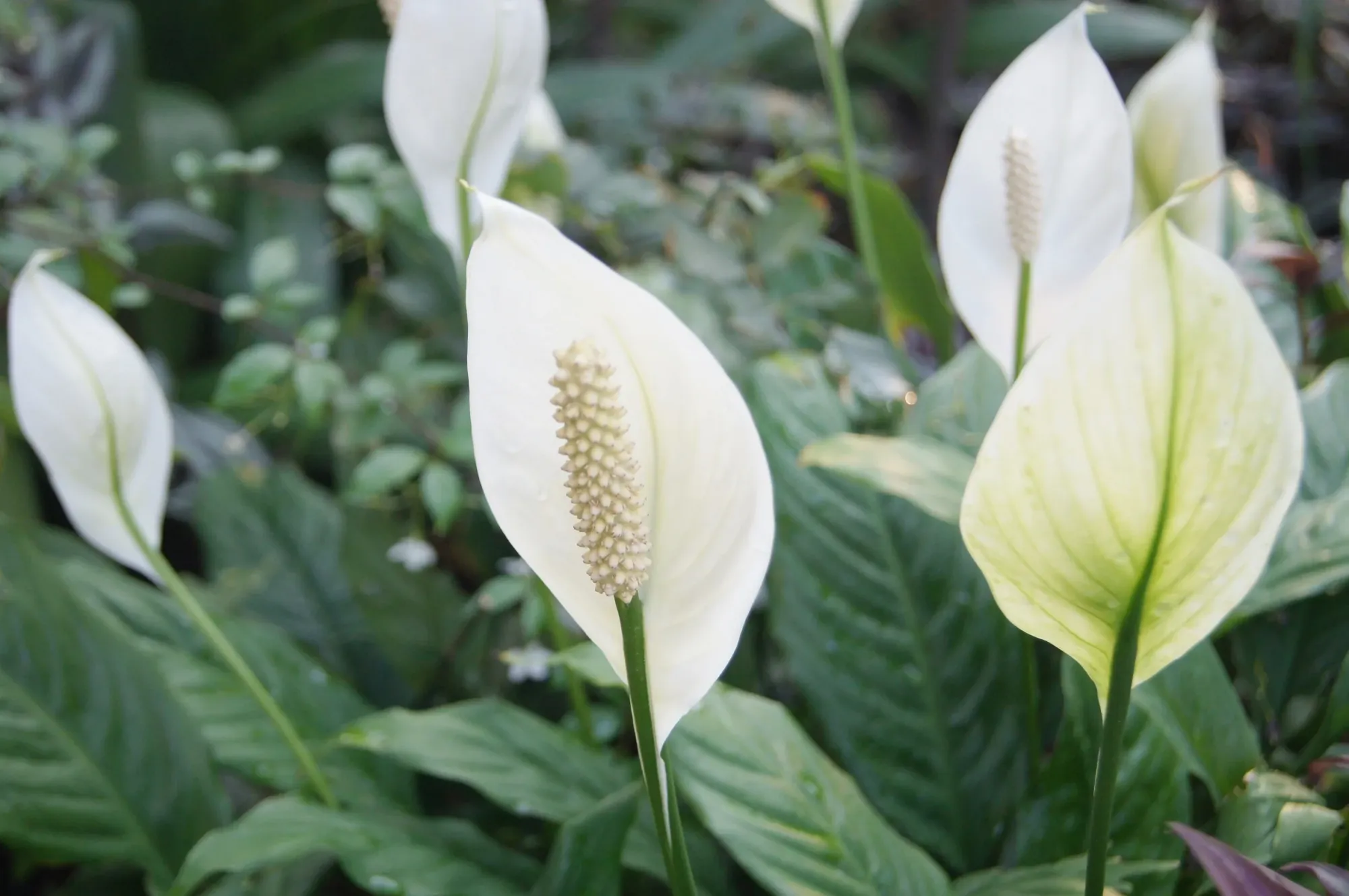 How Toxic Is A Peace Lily To Dogs