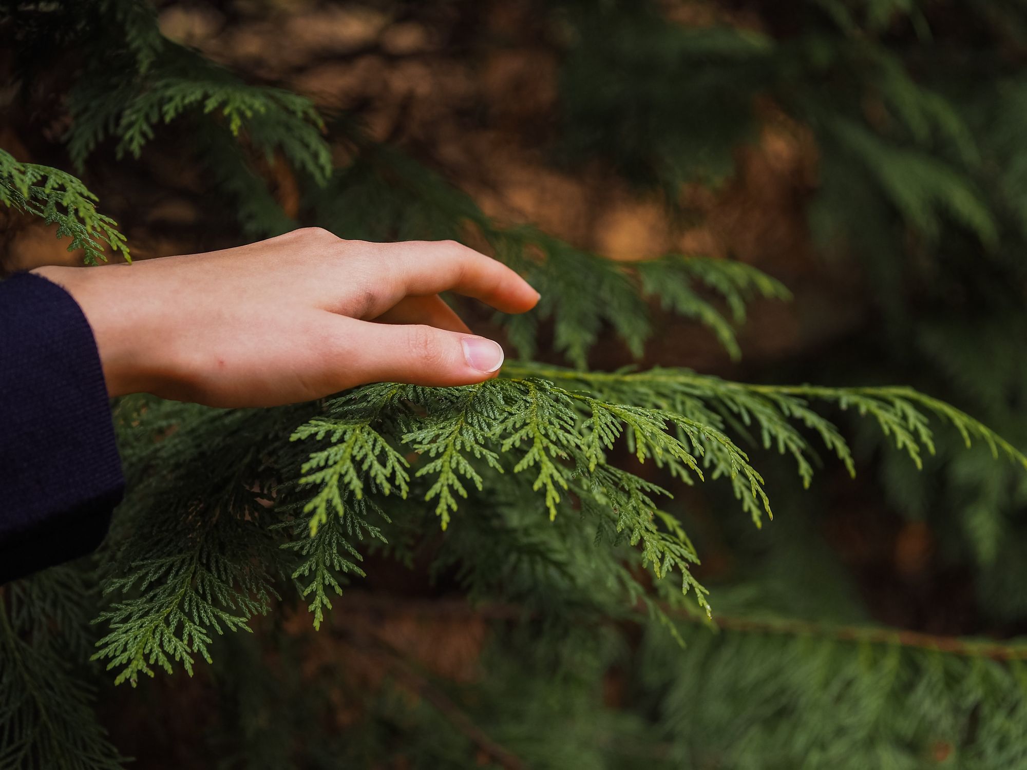 Why is My Arborvitae Turning Brown? How to Save It