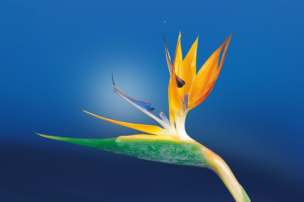 are bird of paradise safe for cats and dogs