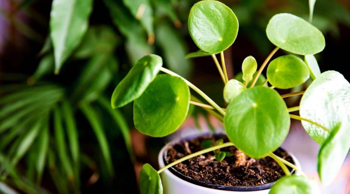 chinese plants for luck