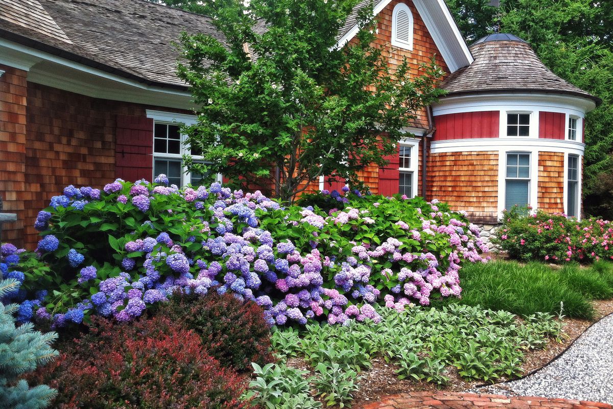 5 Blooms to Plant in Your Home Garden to Elevate Curb Appeal