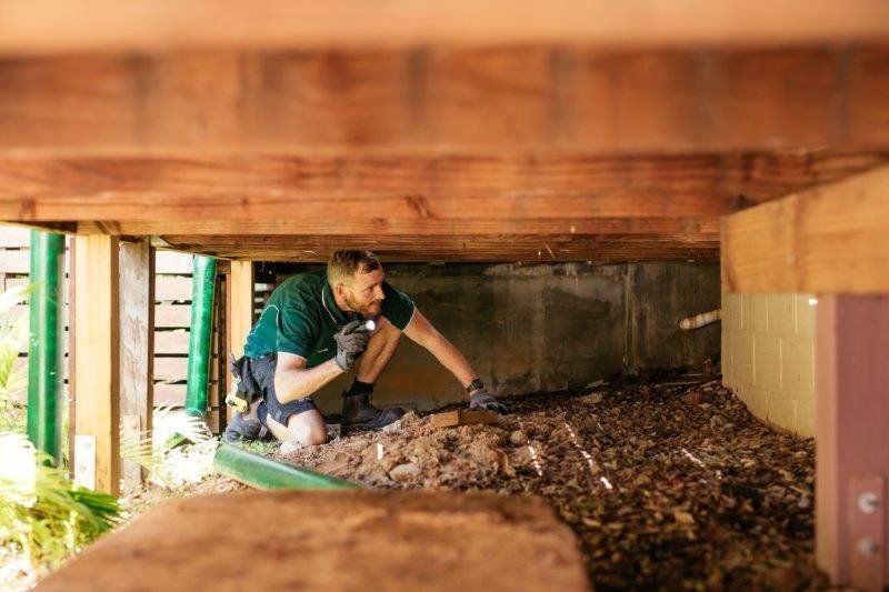 How Much Does a Termite Inspection Cost in 2023?