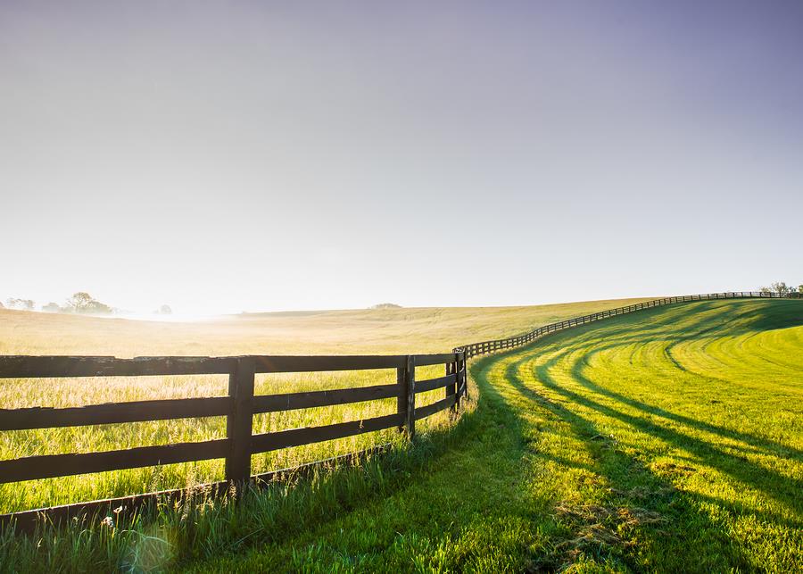 Kentucky Bluegrass (Lawn and Seed)