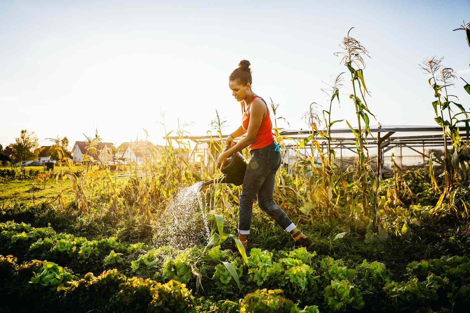 6 Best Gardening Tips For Beginners