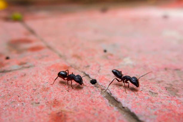 Two black ants on the floor.