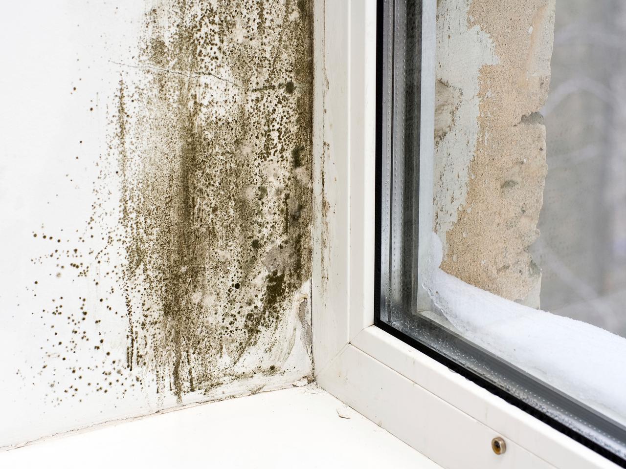 Mold growth by a glass window.