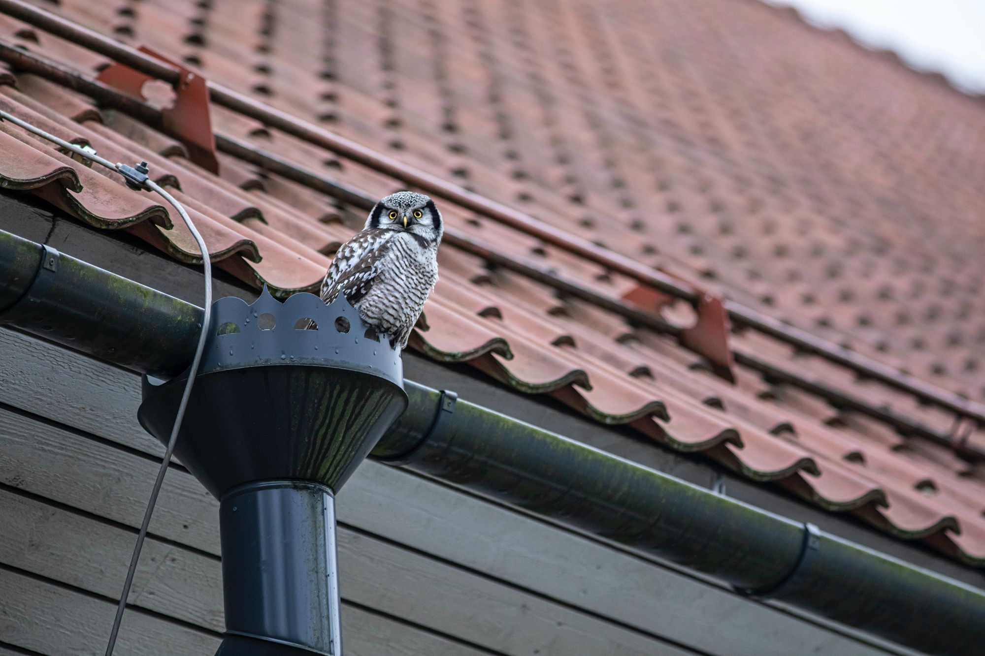 A bird in a roof gutter.