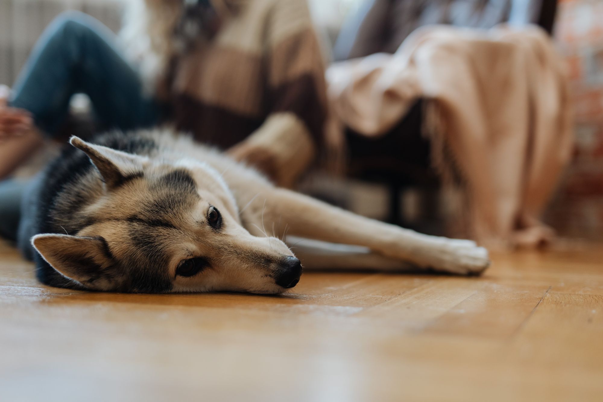 A dog lying on a wooden floor.
