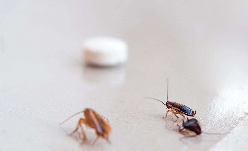 Unleashing the Power of Borax For Roaches: Your Ultimate Guide