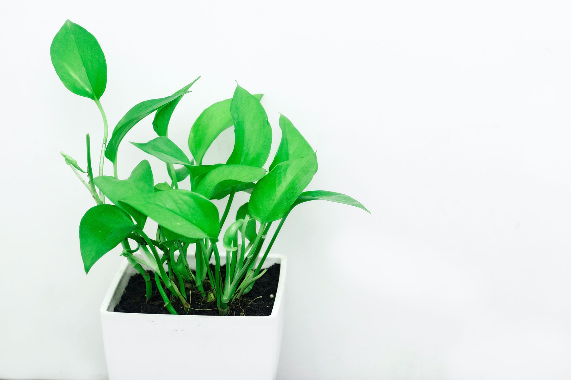 A money plant (Epipremnum aureum) in a white pot.