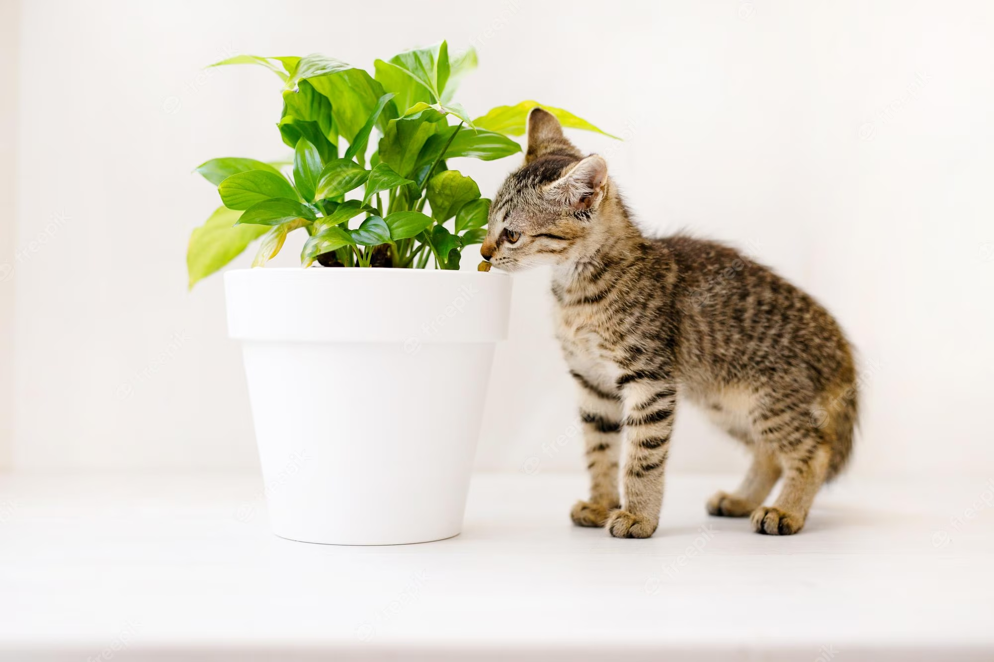 The Guide to Cat-Safe Plants for a Pet-Friendly Indoor Oasis