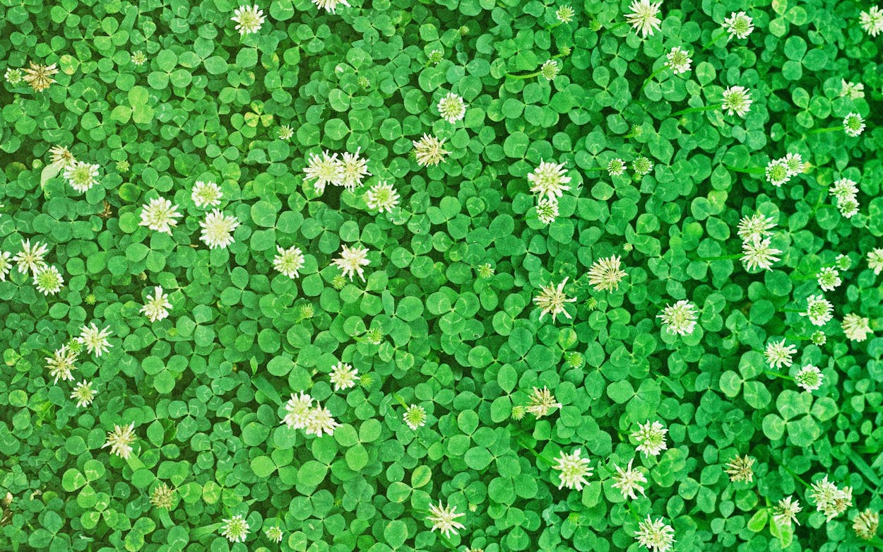 7 Weeds In Grass With Little White Flowers