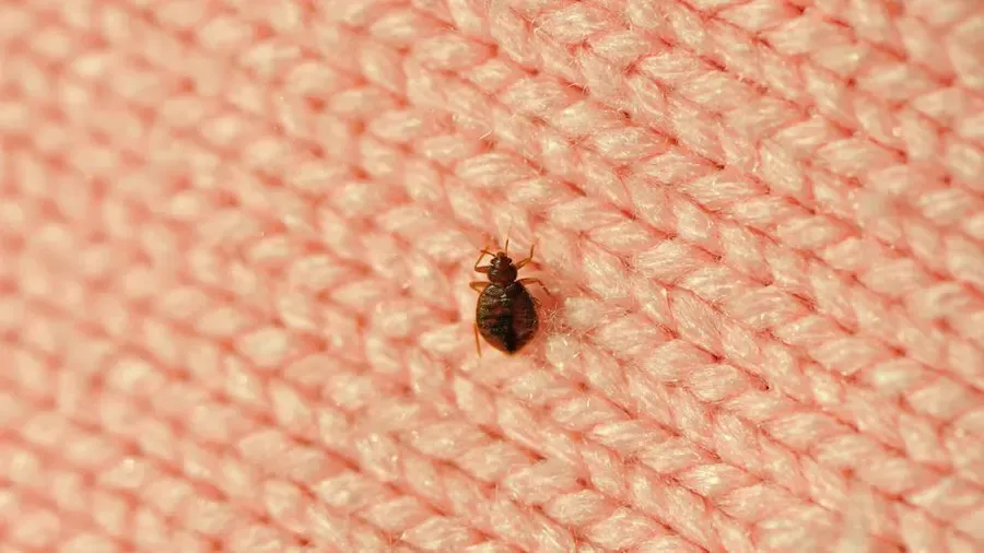 Early Signs of Bed Bugs: A Comprehensive Guide to Detection and Prevention