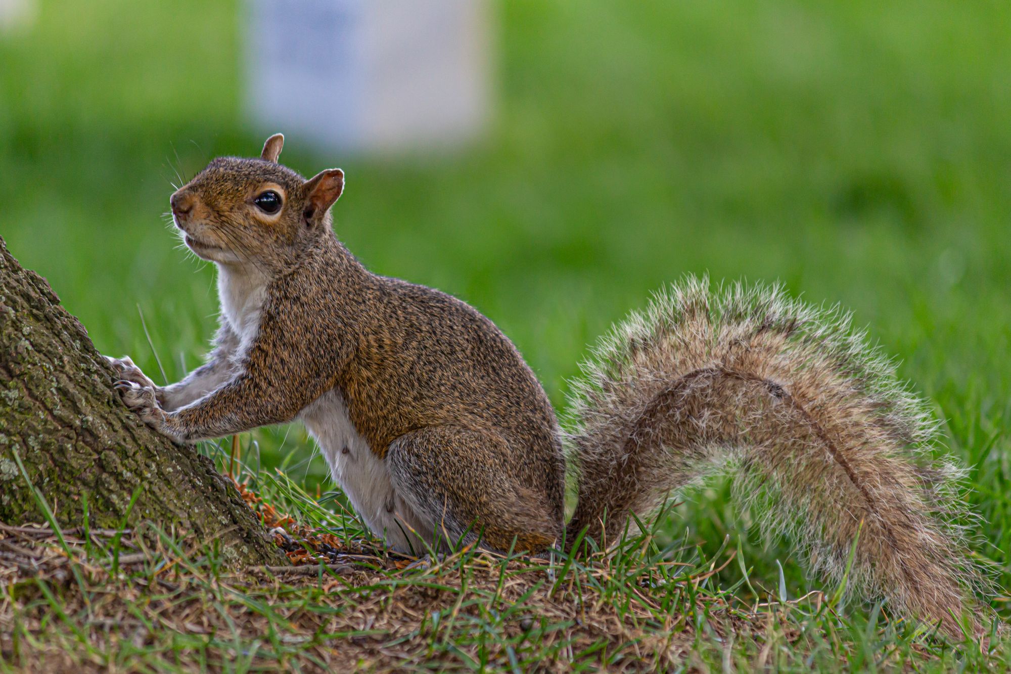 Do Squirrels Eat Insects, Worms, and Other Bugs?
