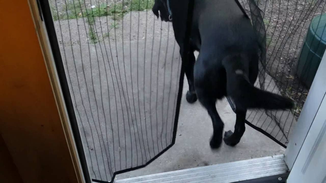 The Modern Convenience of the Magnetic Screen Door