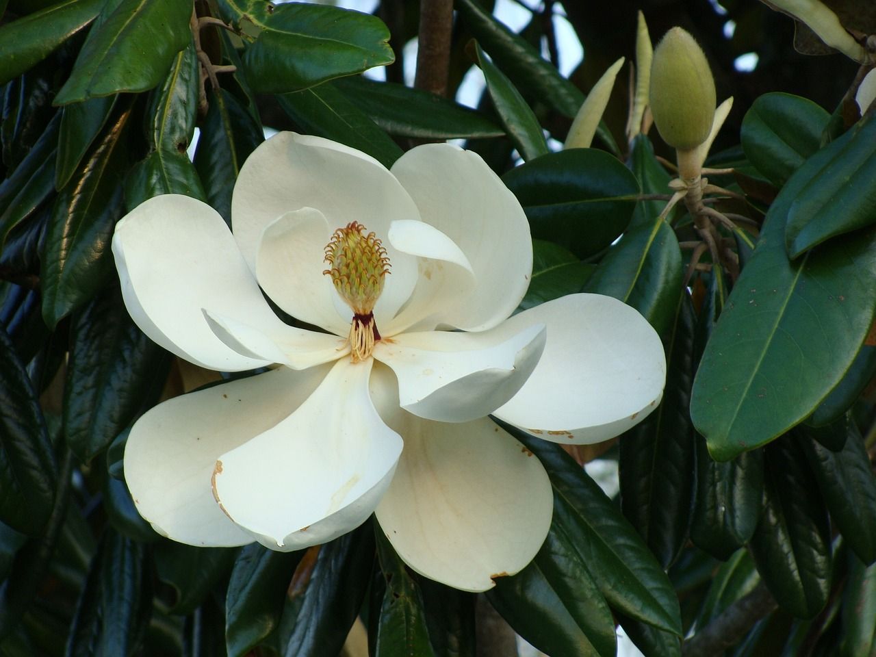 6 Best Fertilizer For Magnolia Trees | How And When To Use