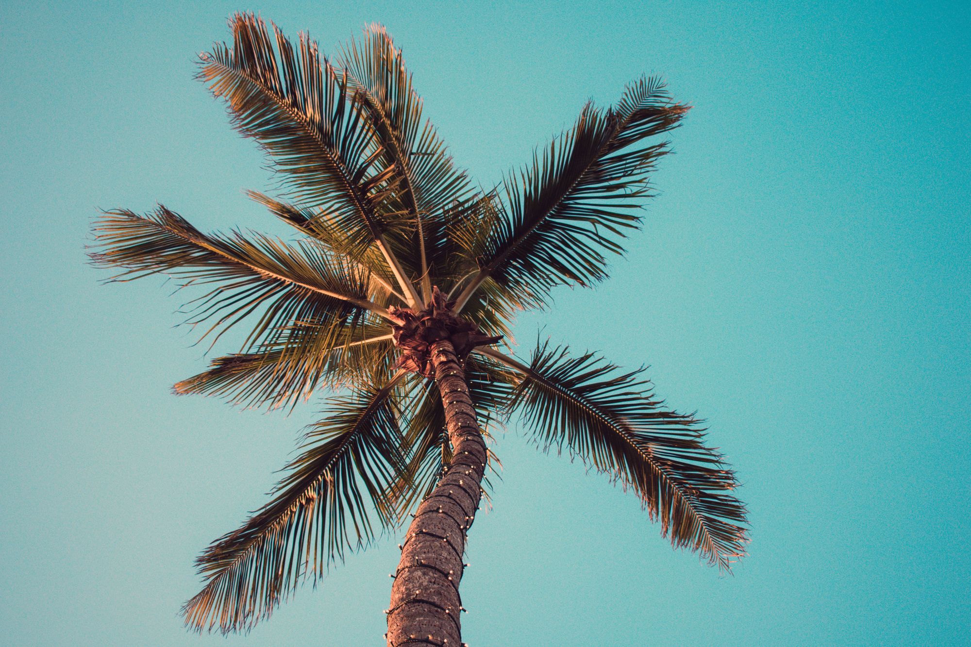 7 Simple Ways To Kill Palm Trees With Fast Results