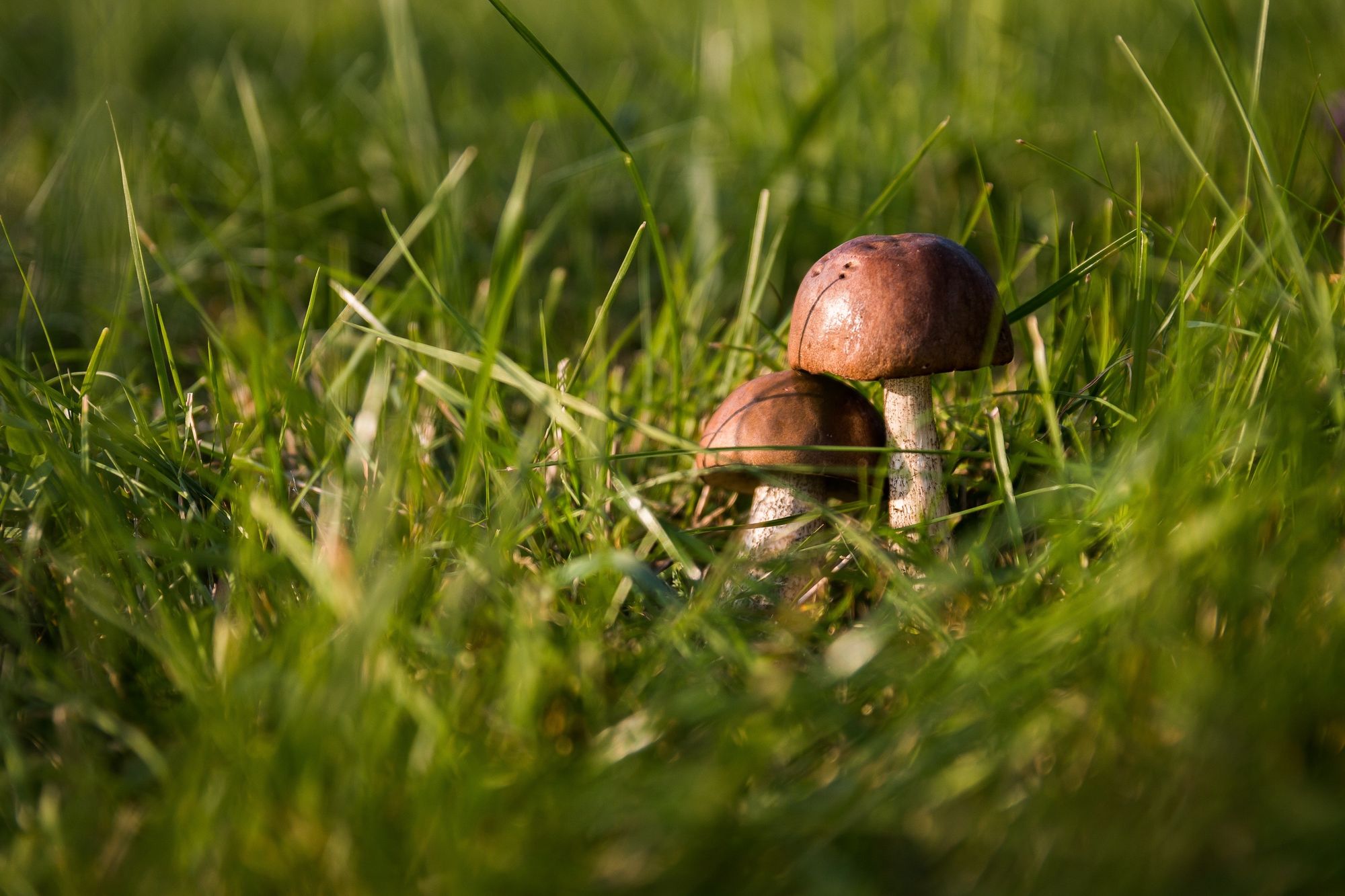 8 Ways To Get Rid Of Mushrooms In Lawns And Yards