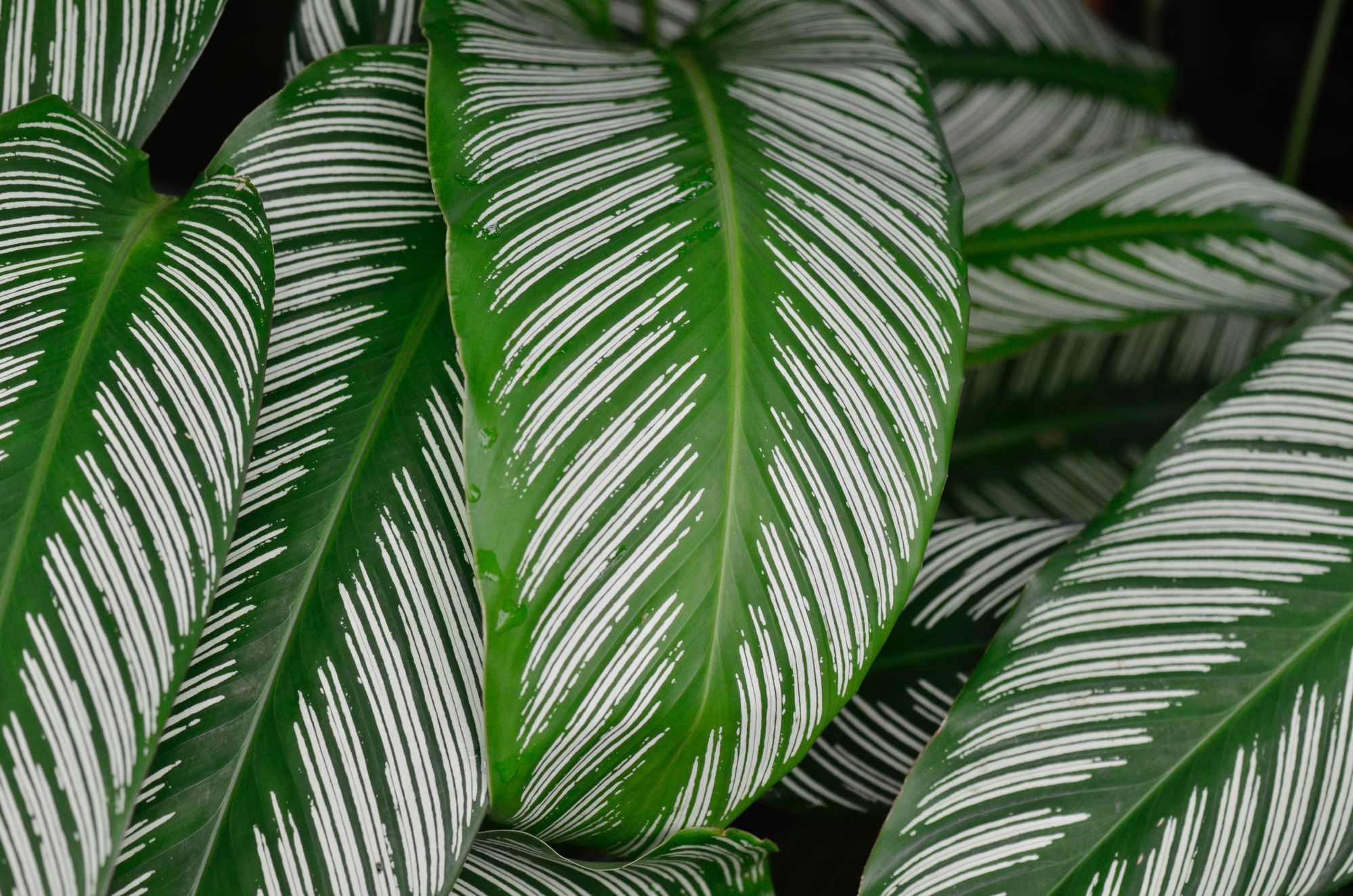 6 Reasons Your Calathea Leaves Are Curling | How To Fix It