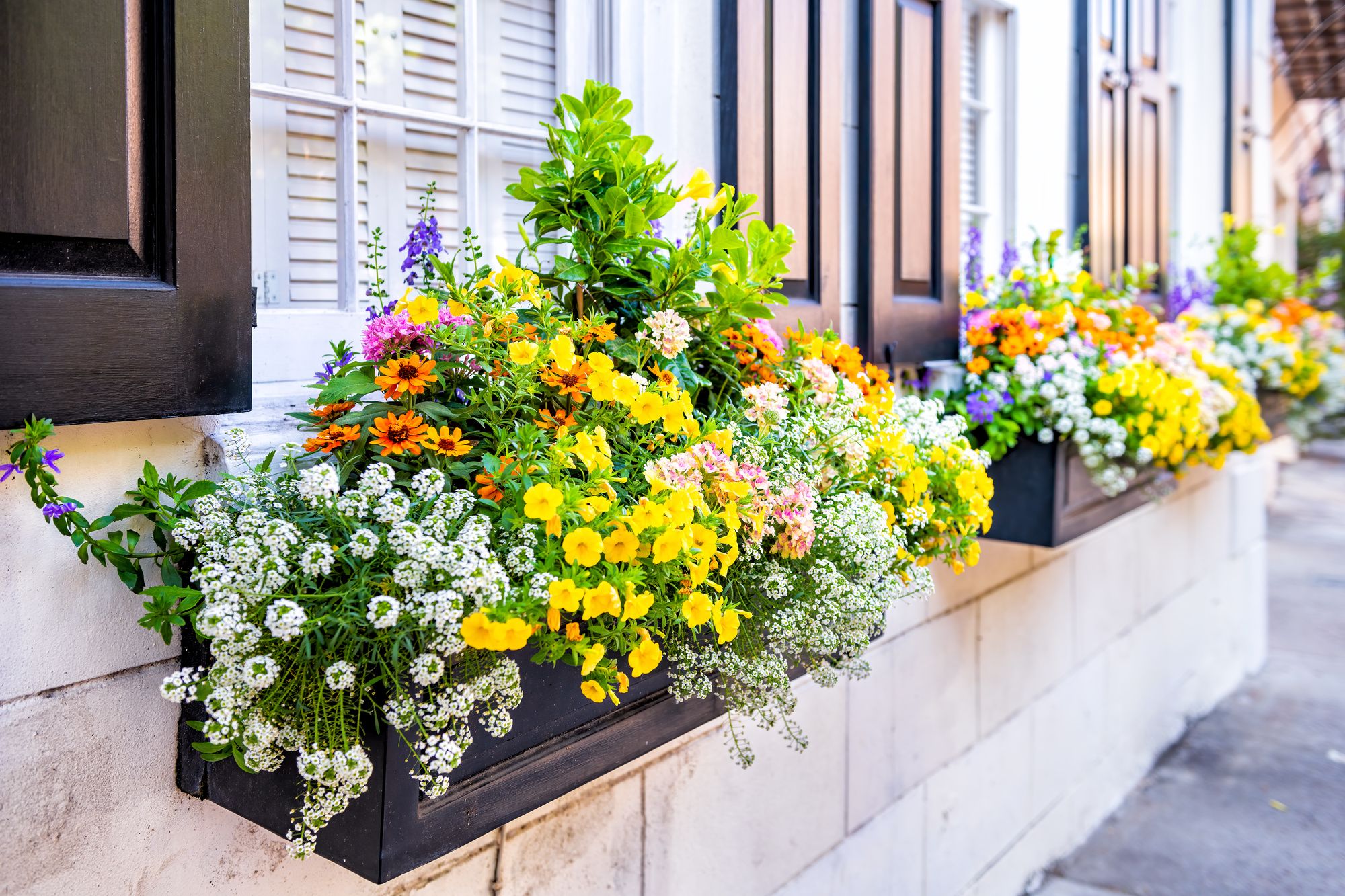 The Best Plants For Window Boxes: Creating A Colorful And Charming Display