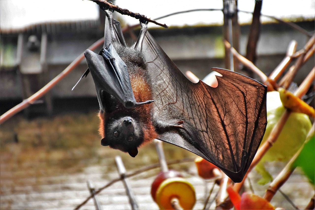 Effective and Humane Methods of Bat Removal at Home