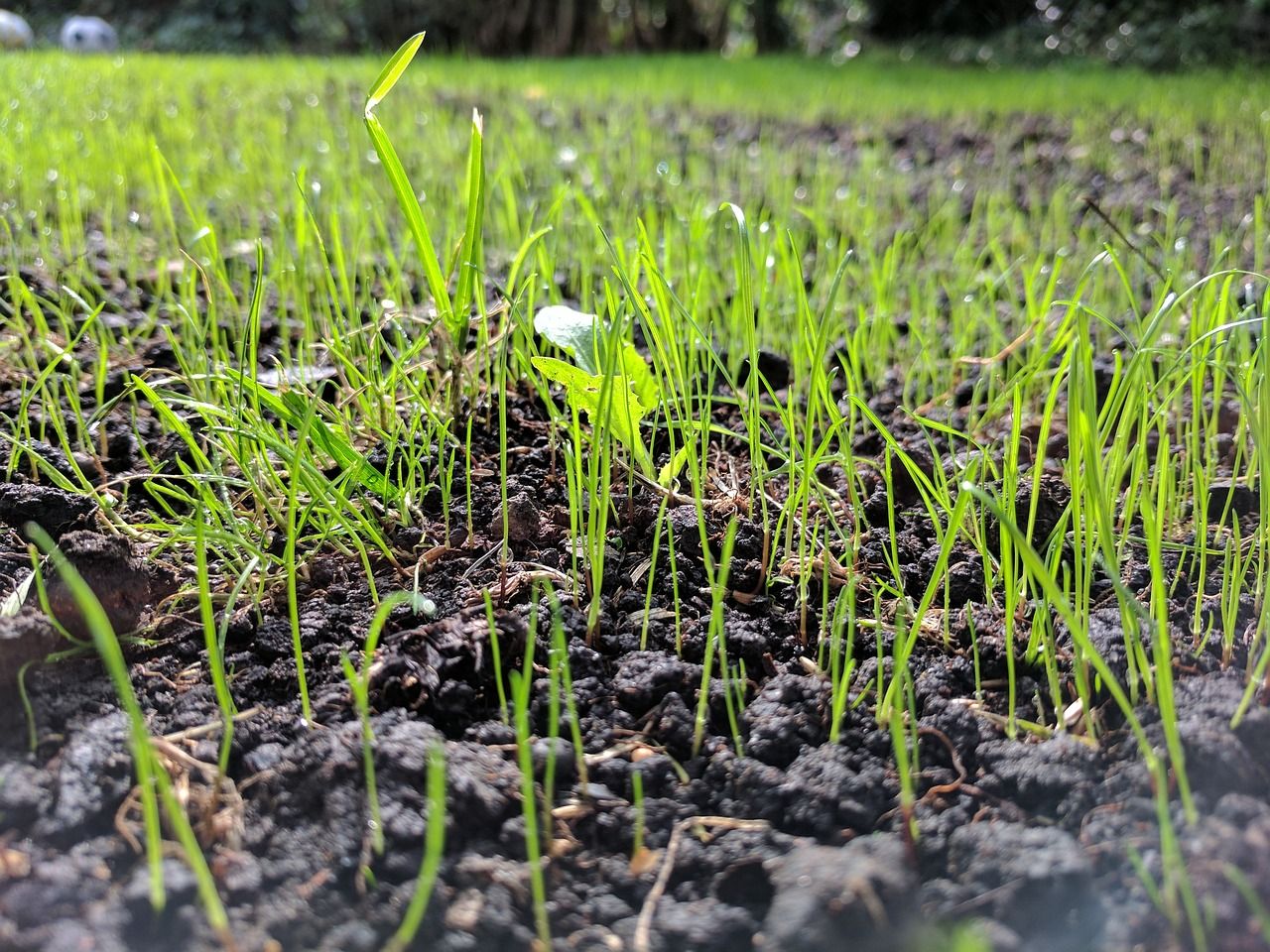 Does Grass Seed Expire Or Go Bad? Plus 3 Simple Steps To Check