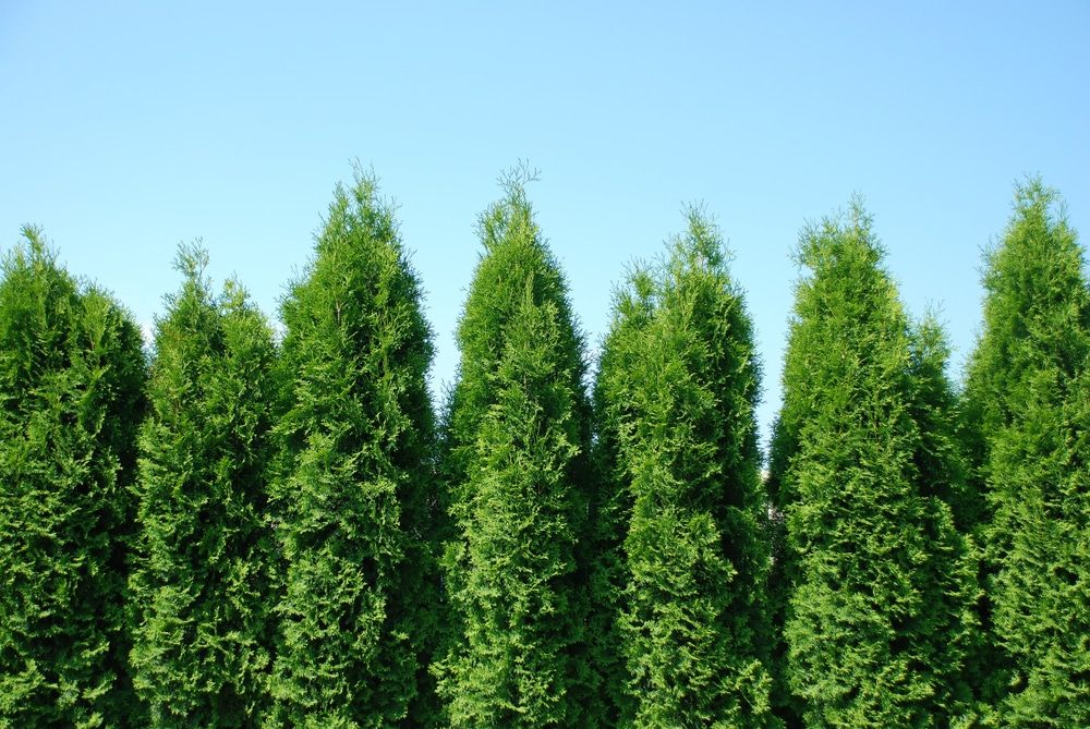 Thuja Green Giant Arborvitae Spacing and Growth Rate