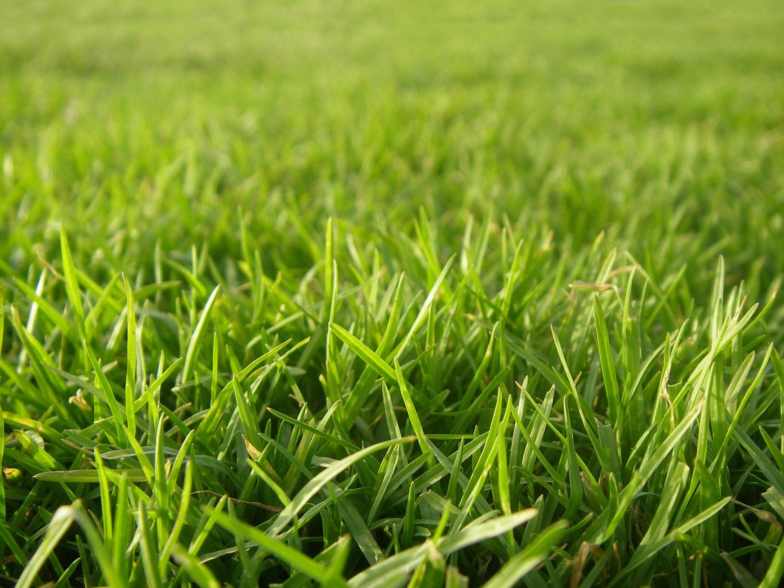 When to Plant Grass Seed: Unraveling the Best Time for a Lush, Green Lawn