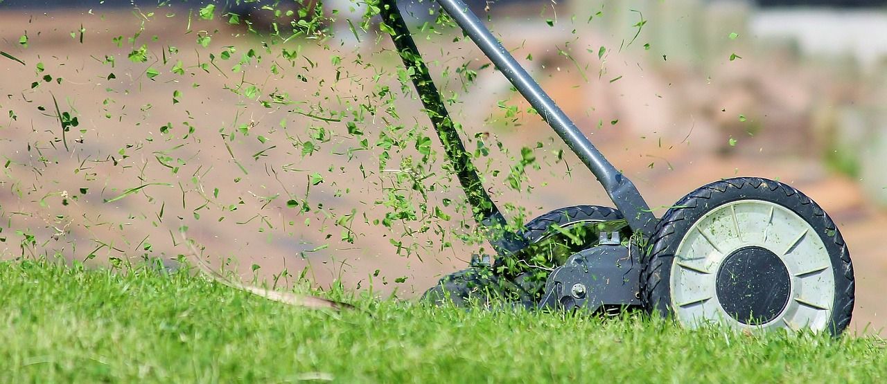 Mow Before Or After Weed And Feed? | SOLVED