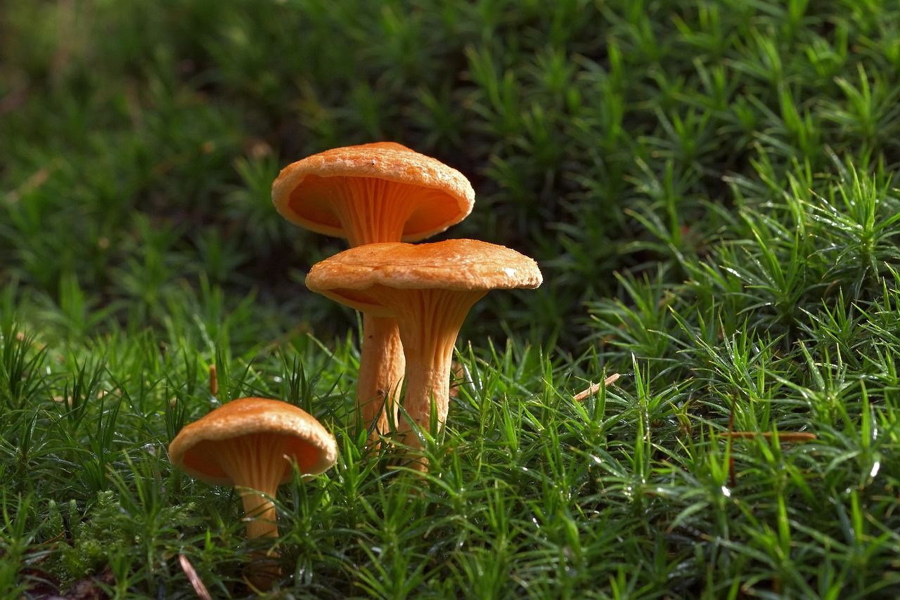 What are the Orange Mushrooms in Yard? | Harmful Or Not?