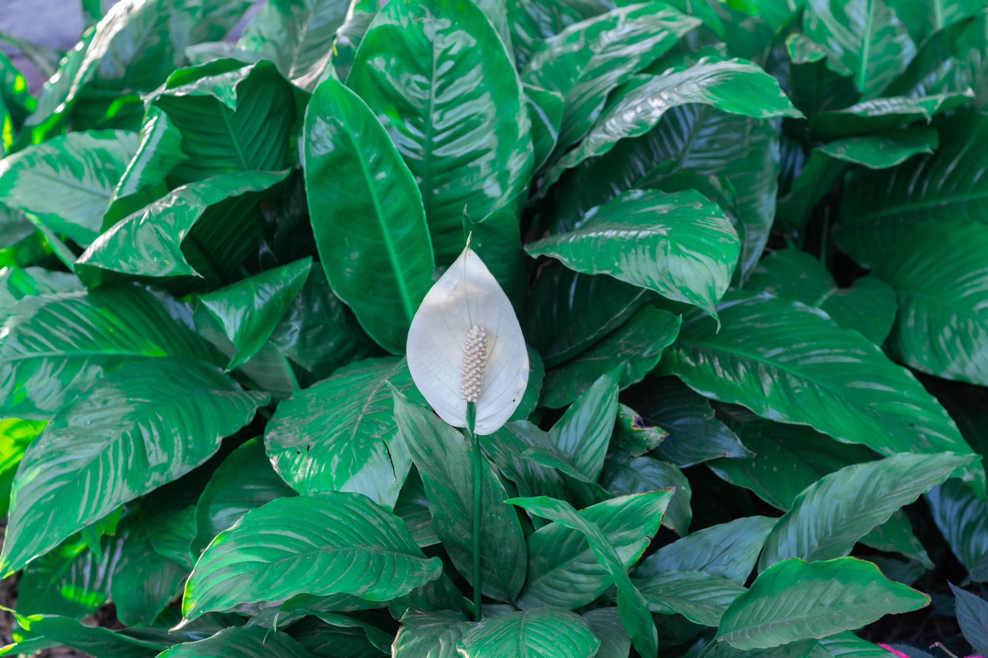 Why are My Peace Lily Leaves Turning Black?