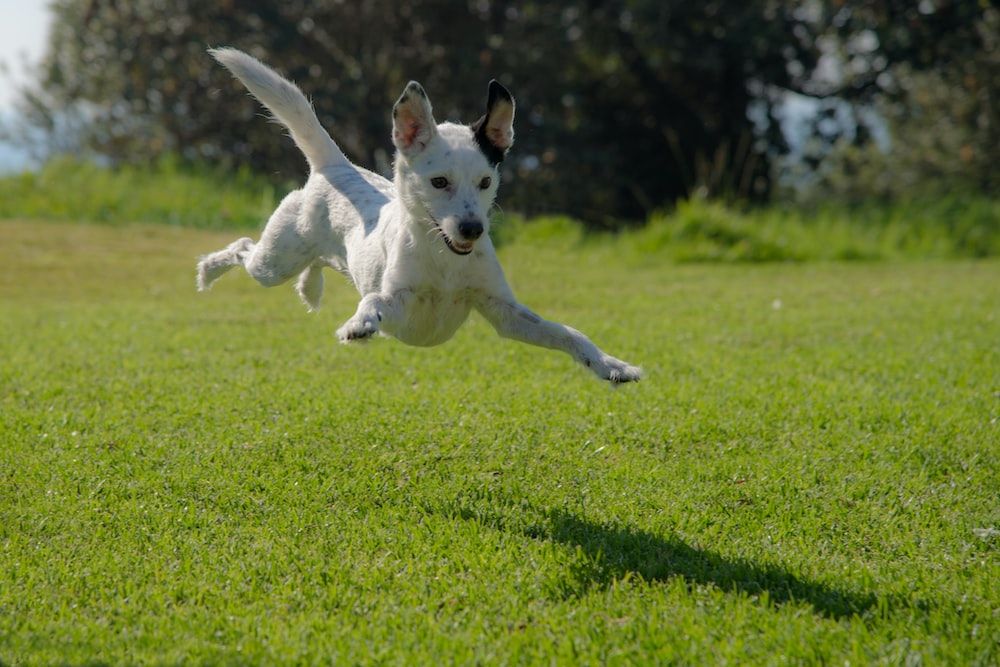 Invisible Dog Fence: An Unseen Protection for Your Furry Friends