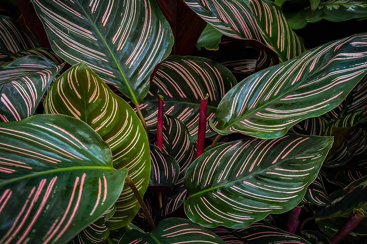 My Prayer Plant Has Yellow Leaves | Causes & How To Fix