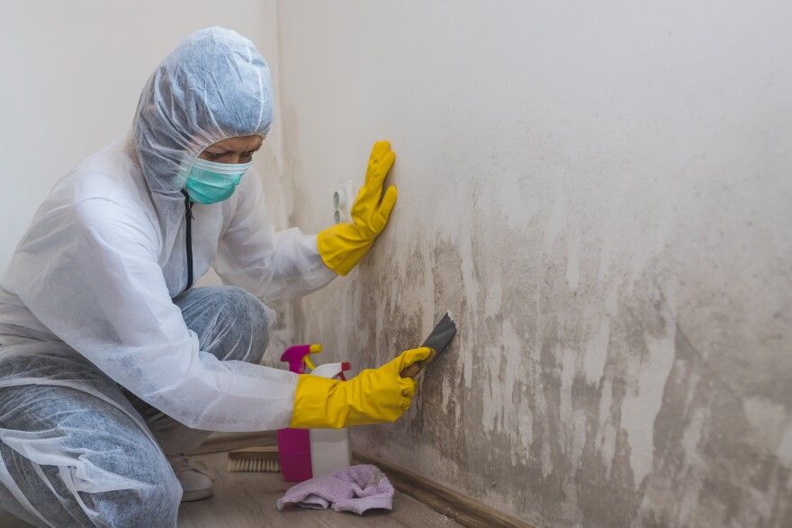 Mold Remediation Cost: What You Need to Know