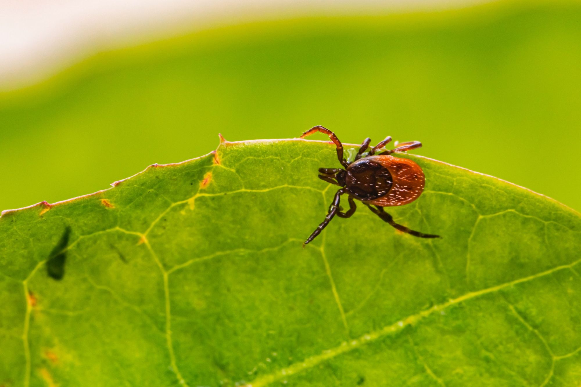 Tick Yard Treatment: Proven Strategies for a Tick-Free Home