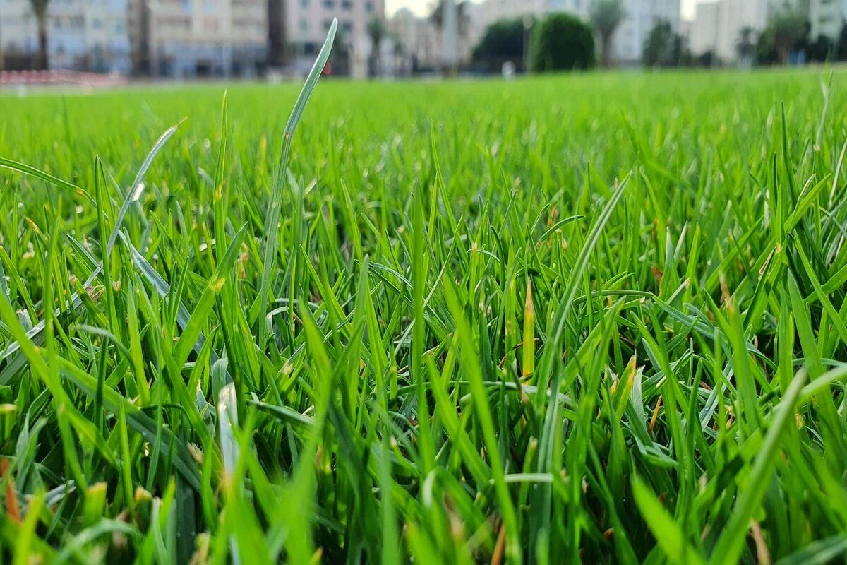 How To Cut Tall Grass In 4 Easy Steps