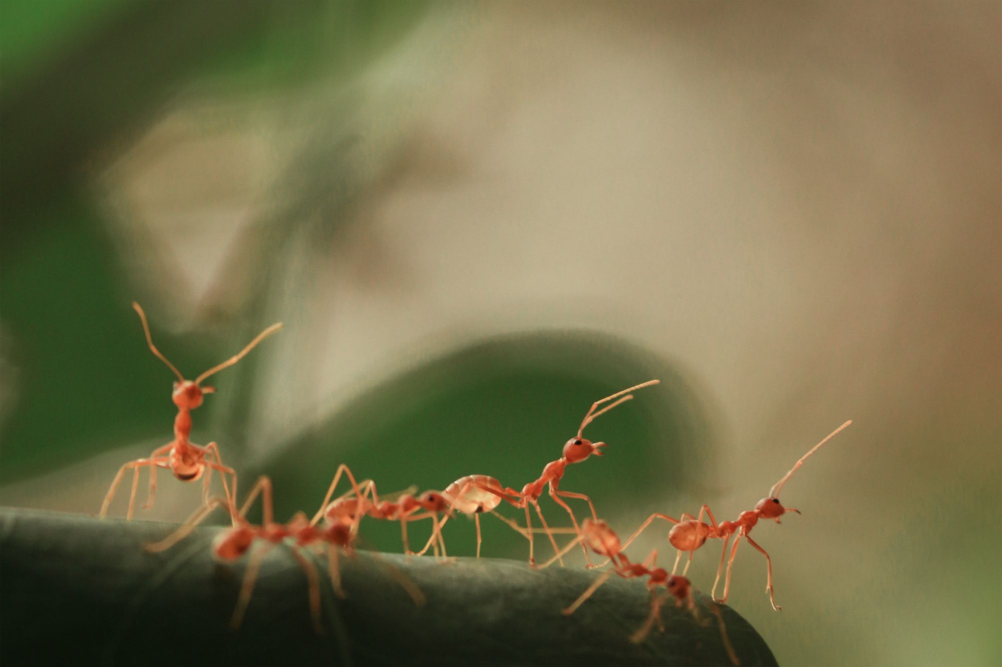 How to Get Rid of Ants in Your Yard Naturally