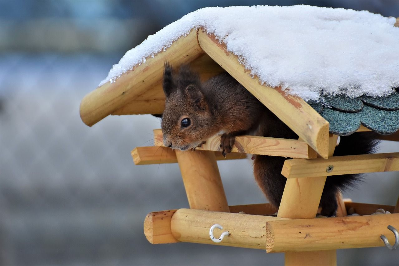 How To Create A Backyard That Stays Beautiful During The Winter Months