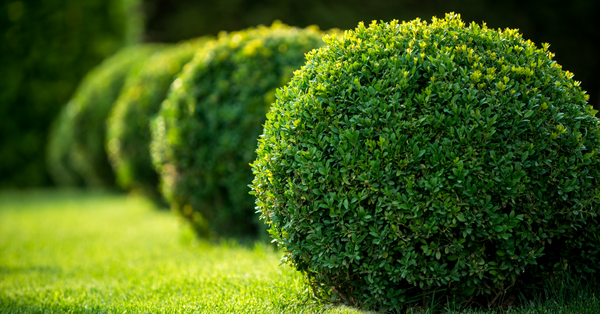 6 Landscaping Tips to Improve Curb Appeal